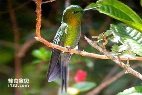 The bronze-necked hummingbird, *Eriocnemis sapphiropygia*, Sapphire-vented Puffleg