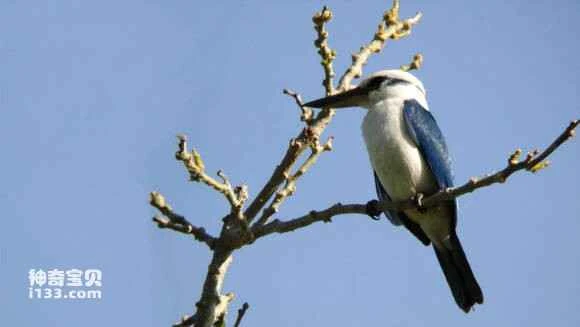 Mariana Emerald, Todiramphus albicilla, Mariana Kingfisher