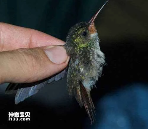 Brown-throated Red-billed Hummingbird, *Hylocharis sapphirina*, Rufous-throated Sapphire