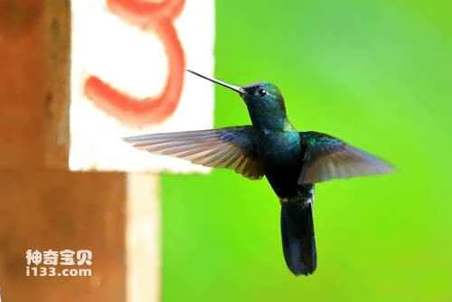 Blue-fronted Lancebill, Doryfera johannae