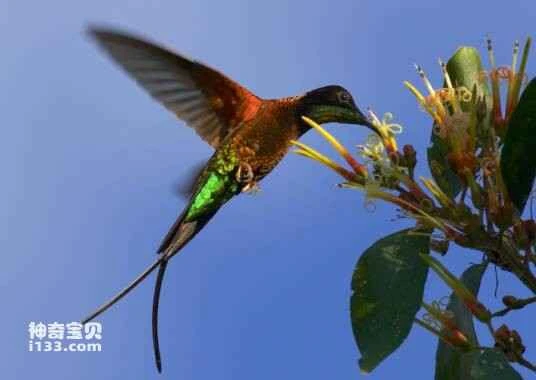 Fiery Topaz, Topaza pyra