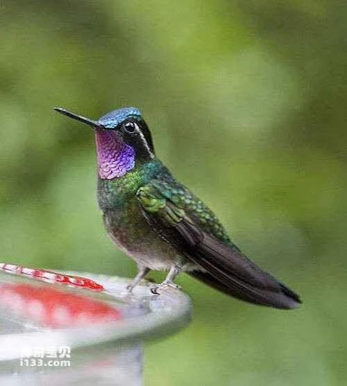 The Glossy Purple-throated Gem Hummingbird, *Lampornis amethystinus*, Amethyst-throated Hummingbird