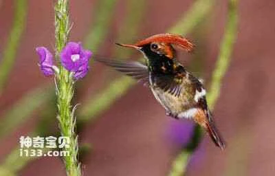 Peacock-crowned hummingbird, Lophornispavoninus