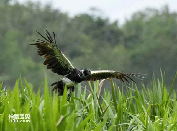 Horned Screamer (Anhima cornuta)