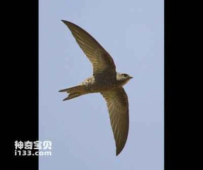 Nyanza Swift (Apus niansae)