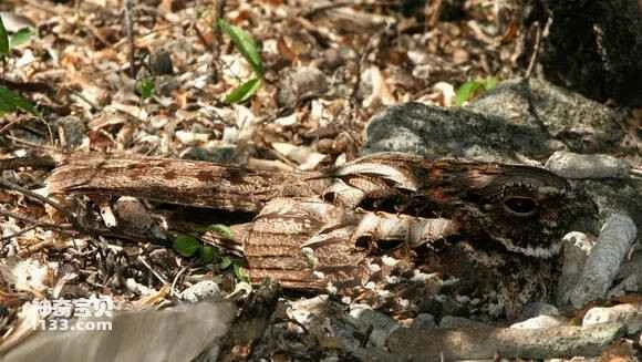 2023041529047738.jpg e88eaccfc3fdfc03593cbc5fdd3f8794a5c22600_九雷图片转换器.jpg