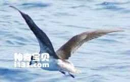Cape Verde Roundtail Petrel, Pterodroma feae