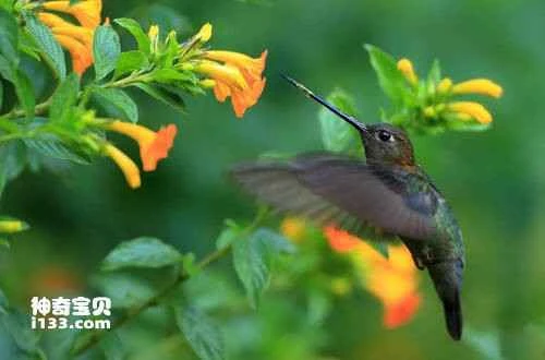 Green-fronted Lancebill, Doryfera ludoviciae
