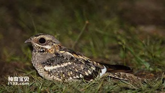 2023041815868119.jpg a1b956dab6fd5266373f57c6a218972bd50736bb_九雷图片转换器.jpg