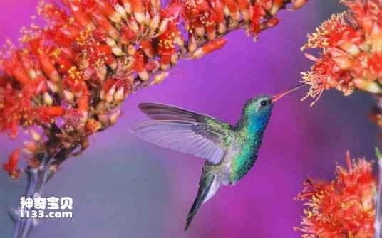 Green-throated hairy-legged hummingbird, *Eriocnemis godini*, *Turquoise-throated Puffleg*
