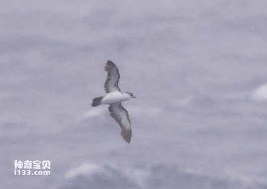 Bryan's Shearwater, Puffinus bryani