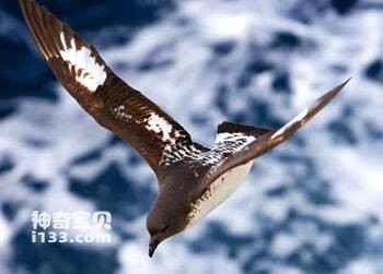 Defilippe's Petrel (Pterodroma defilippiana)