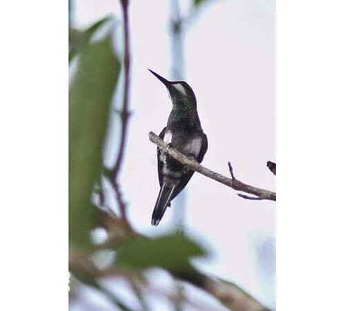 Black-bellied Thorntail (Discosura langsdorffi)