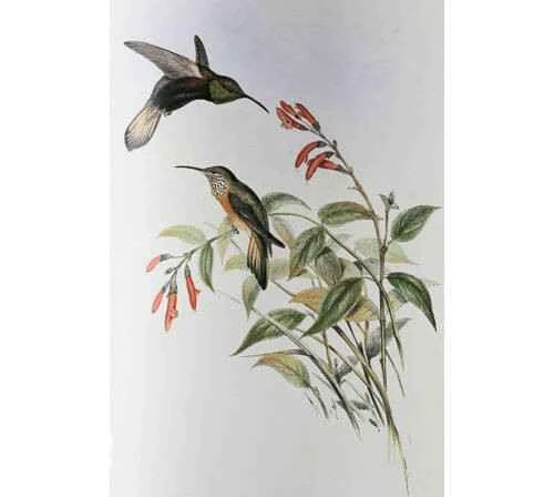 Wedge-tailed Hillstar, Oreotrochilus adela