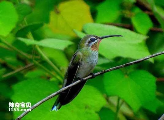 Green-tailed Goldenthroat (Polytmus theresiae)