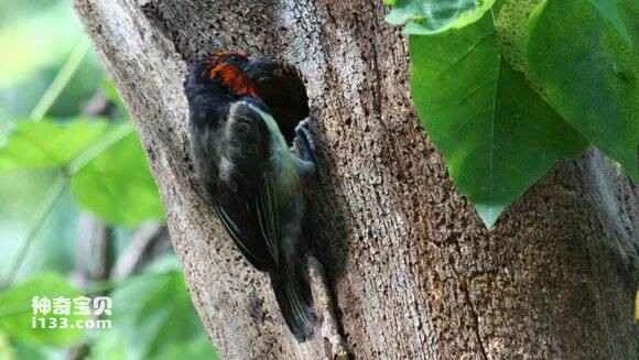 2023051411167778.jpg 7214bf170924ab187d8b89f03ffae6cd79890bcf_九雷图片转换器.jpg