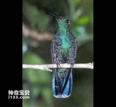 Green Mango Hummingbird, Anthracothorax viridis