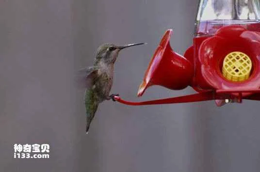 Blue-mantled Thornbill (Chalcostigma stanleyi)