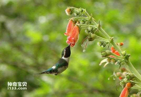 Esmeraldas Woodstar, Chaetocercus berlepschi