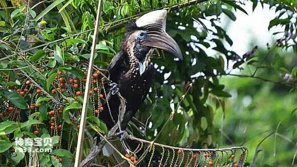 Yellow-casqued Hornbill, Ceratogymna elata, Yellow-casqued Hornbill, Yellow-casqued wattled hornbill