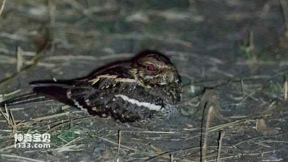 2023041893279707.jpg dd6d2e35970a304ee7eec828d8c8a786cb175c83_九雷图片转换器.jpg