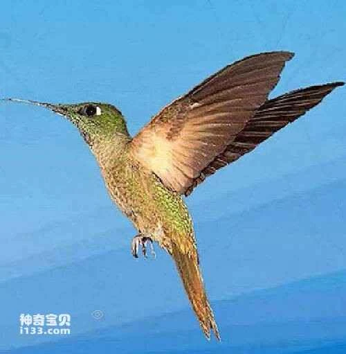 Brown-cheeked hummingbird, Goethalsia bella, Pirre Hummingbird