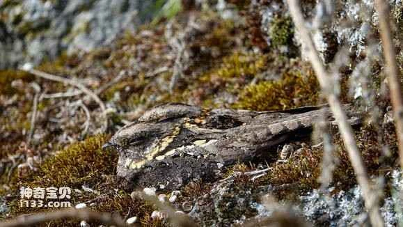 2023041719884232.jpg f1611cf182025aaf40ca3e1bf2edab64014f1add_九雷图片转换器.jpg