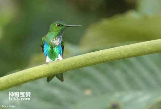 Blue-capped Pufflebird, *Eriocnemis glaucopoides*