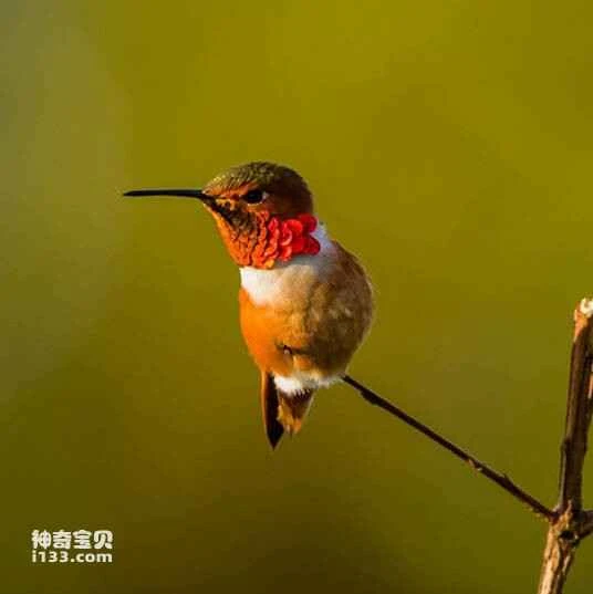 Threnetes niger, Sooty Barbthroat