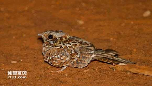 2023041713822421.jpg c5af881090ef76c6200ca3fb9416fdfaad5167f3_九雷图片转换器.jpg