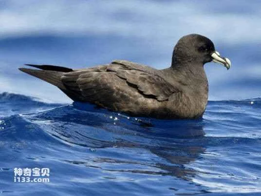 Fiji Roundtail Shepherd, Pterodroma macgillivrayi, Fiji Petrel