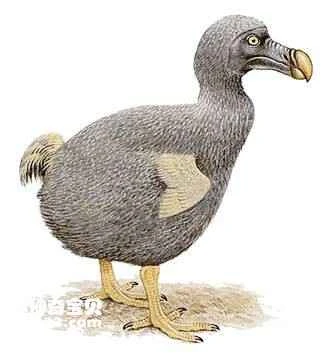 Rodriguez dodo, Pezophaps solitaria