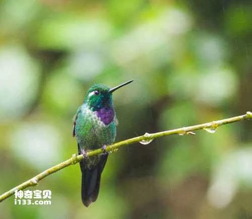 Purple-chested Hummingbird, *Polyerata rosenbergi*