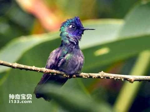 Purple-headed Hummingbird, Klais guimeti