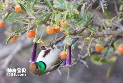 White-sided Hillstar (Oreotrochilus leucopleurus)