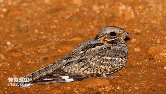 2023041753202617.jpg 14e96c3a5bb5c9eaec53f109dc39b6003bf3b328_九雷图片转换器.jpg