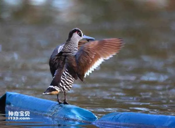 2023030547375979.jpg 6b5378dbddbeb7de473e28249b118ad3_九雷图片转换器.jpg