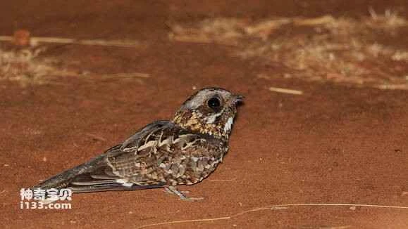 2023041719734745.jpg 8d463683b2b7d0a267c85f4dc2ef76094a369a54_九雷图片转换器.jpg