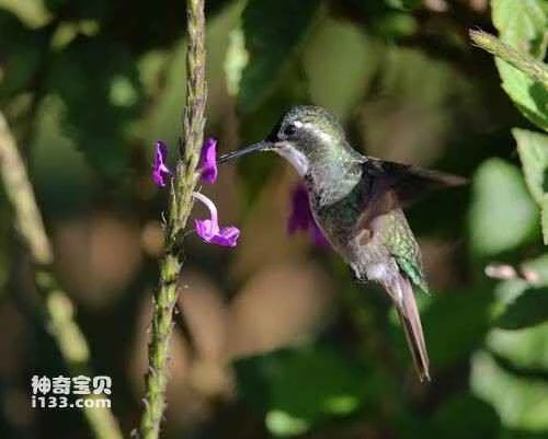 Grey-tailed Jewel Hummingbird, *Lampornis castaneoventris cinereicauda*