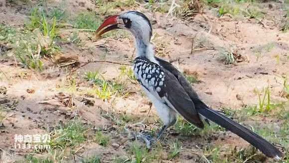 Tanzanian Red-billed Hornbill, *Tockus ruahae*