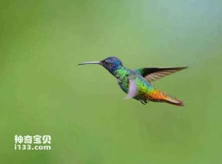 Metallura aneocauda, ​​Scaled Metaltail