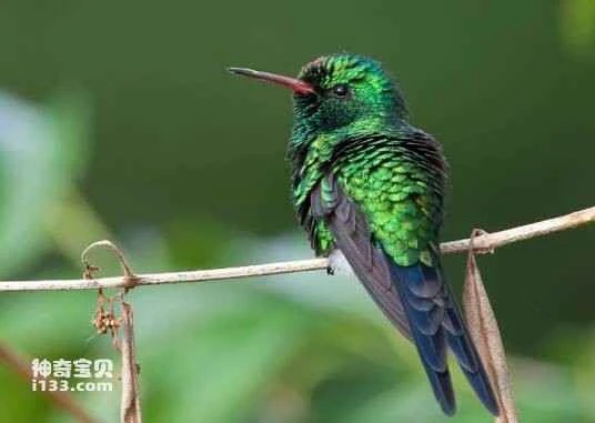 Cozumel Emerald, *Cynanthus forficatus*