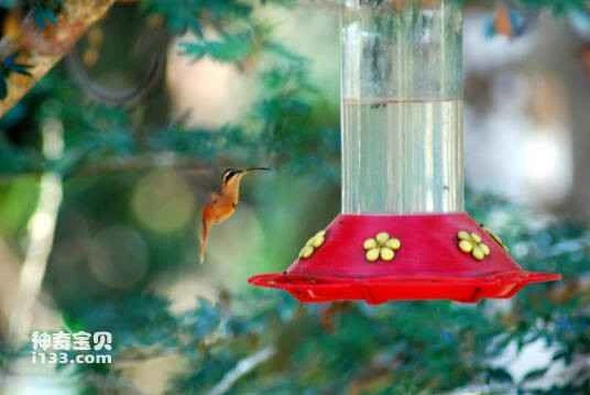 White-browed Hermit (Phaethornis stuarti)