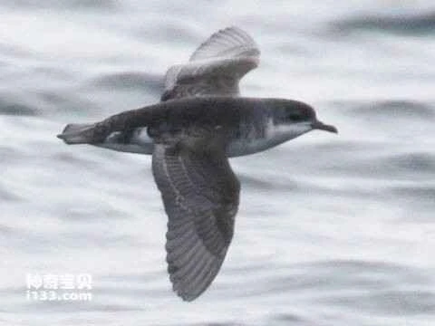 Subantarctic Shearwater, *Puffinus elegans*