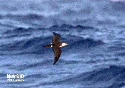Rapa Shearwater (Puffinus myrtae)