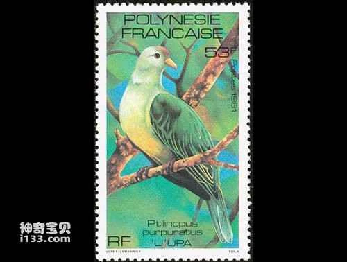 Grey-green Fruit Dove, Ptilinopus purpuratus