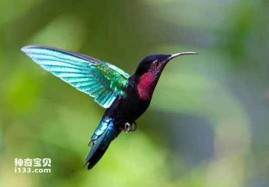 Purple-throated Gem Hummingbird, *Lampornis amethystinus*, *Amethyst-throated Hummingbird*