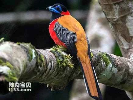 2023040810562789.jpg ed631d8a4710b9123ebaf903c9fdfc0393452243_九雷图片转换器.jpg