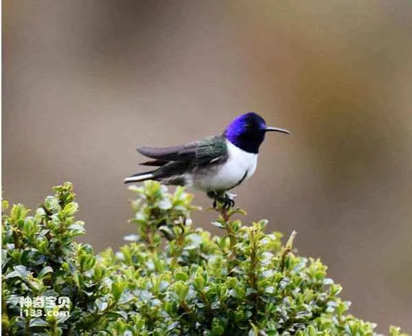 2023040518875594.jpg caa60b619c2c22877ba82fd6ace4f65b_九雷图片转换器.jpg