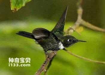 The hummingbird, *Heliangelus strophianus*, *Gorgeted Sunangel*